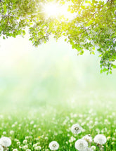 Dandelion Bokeh Sunshine For Spring Photography Backdrop  J-0552 Shopbackdrop